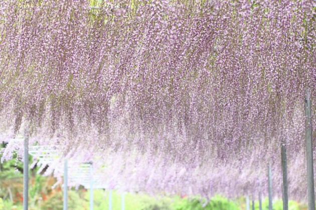 足利フラワーパーク 藤の花
