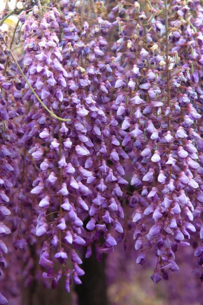 足利フラワーパーク　藤の花