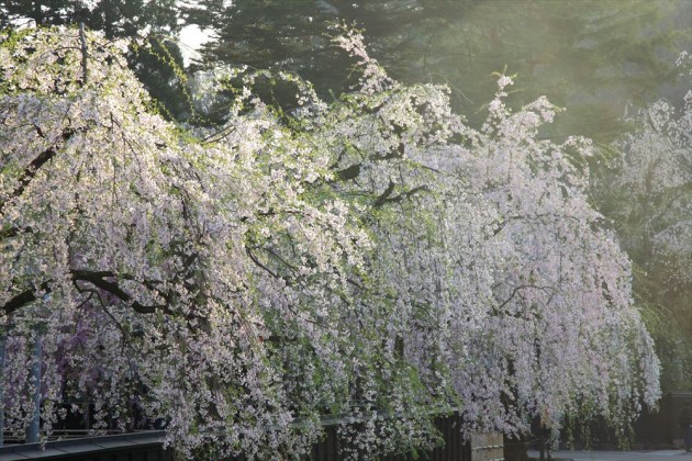 秋田県角館　武家屋敷の枝垂桜