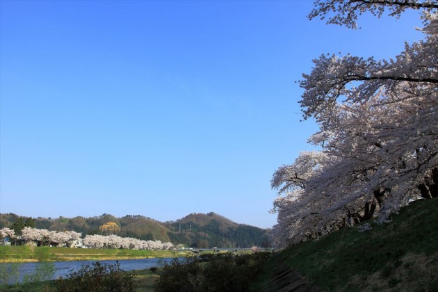 秋田県角館　桧木内川の桜並木